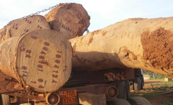 喀麦隆2017年起将对原木出口征收20%的出口税