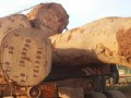 喀麦隆2017年起将对原木出口征收20%的出口税