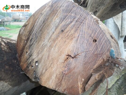 进口木材名称国标：铁力木