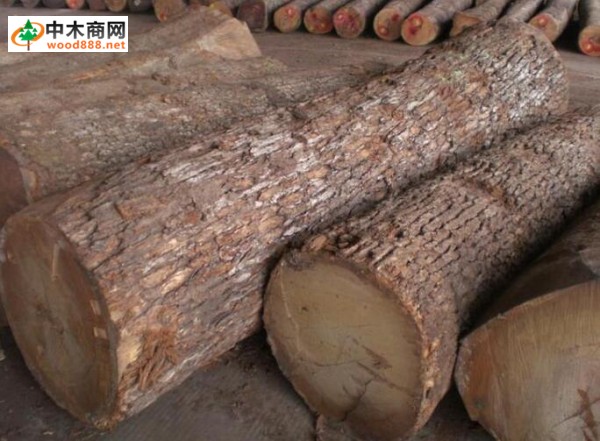 进口木材名称国标：红栎木