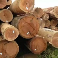 张家港克丽斯玎木材有限公司--巴西桉木