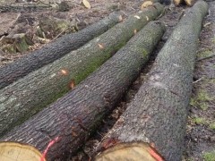 张家港克丽斯玎木材源头直供欧洲白橡原木,各种规格均有货图1
