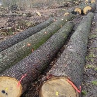 张家港克丽斯玎木材源头直供欧洲白橡原木,各种规格均有货