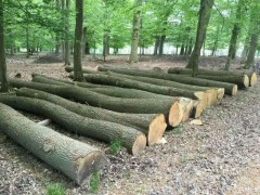张家港克丽斯玎木材源头直供欧洲白橡原木,各种规格均有货图2