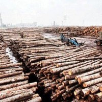 大丰港区“六大优势”助力木材产业腾飞