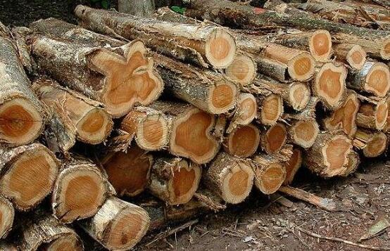 进口木材名称国标：双柱苏木