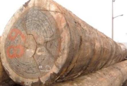 进口木材名称国标：香脂树