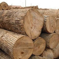 俄罗斯木材将有大量新货入市 价格有望继续上涨