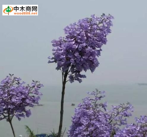 进口木材名称国标：蓝花楹木