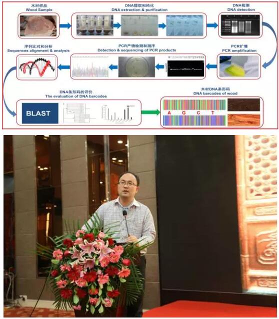 重磅号外：越黄与海黄是同宗同种？