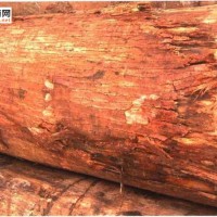 南洋地区进口木材名称：槟榔青 Spondias spp