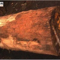 南洋地区进口木材名称：鸡骨常山 Alstonia spp.