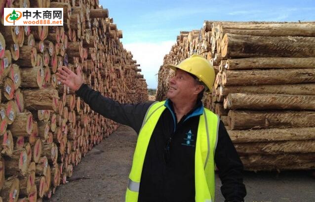 澳大利亚塔州木材在中国找到“新大陆”