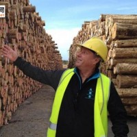 澳大利亚塔州木材在中国找到“新大陆”