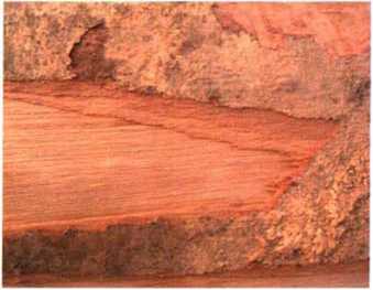 南洋地区进口木材名称：木材名称：贝壳杉Agathis spp.