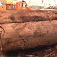 南洋地区进口木材名称：木材名称：贝壳杉Agathis spp.