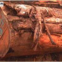 南洋地区进口木材名称：巴布亚金刀木 Planchonia papuana