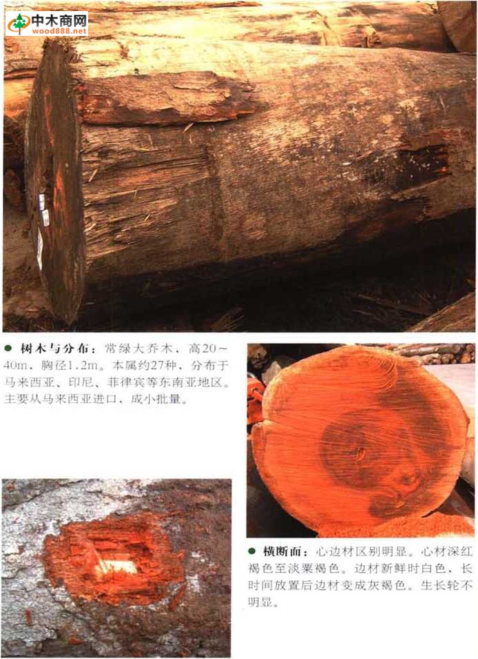 南洋地区进口木材名称 榴莲durio Spp 图文介绍 中木商网 名词