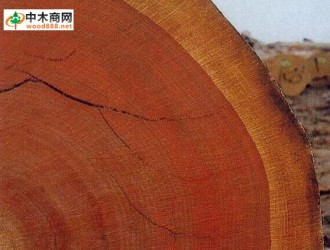 国际林联报告：全球半数非法木材流入中印 最后流入欧美日