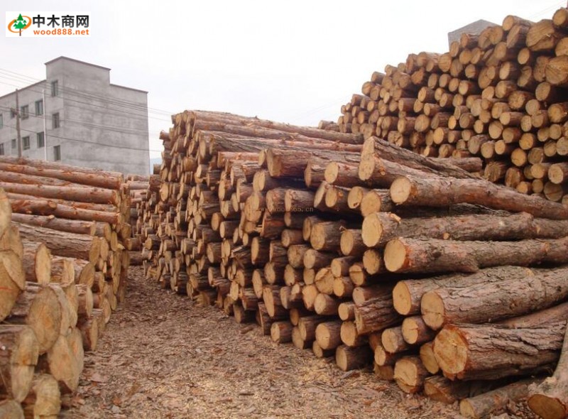广西松木、桉木原木价格跌到四年来的比较低点