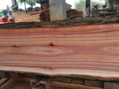 湖南森达木材加工厂常年生产红椿实木板材梓木（花楸）实木板材图2
