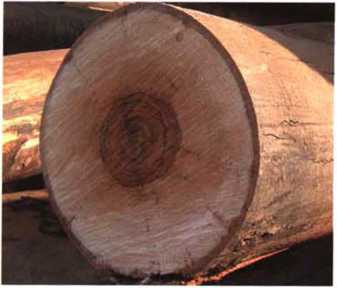 南洋地区进口木材名称：贝特豆 Kingiodendron spp.