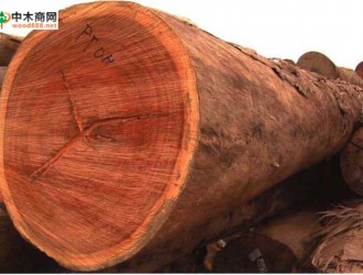南洋地区进口木材名称：摘亚木　Dialium spp