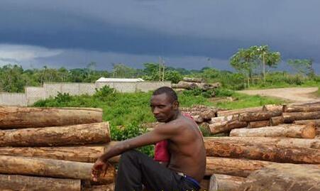 非洲木材成为新掘金点？