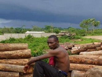 非洲木材成为新掘金点？