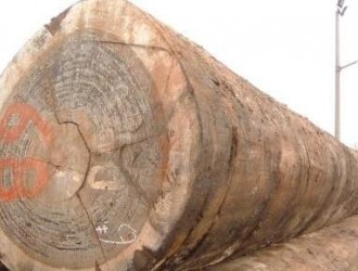 进口木材名称国标:西非香脂树
