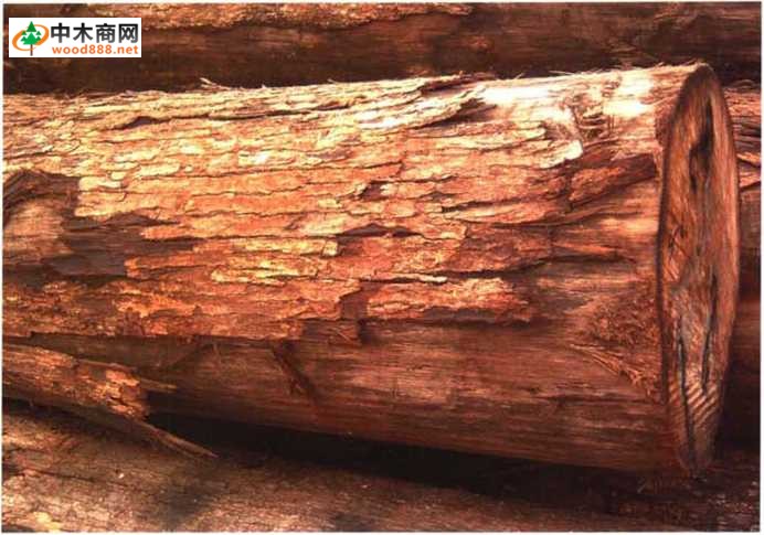 南洋地区进口木材名称：榄仁(褐)Terminalia spp.