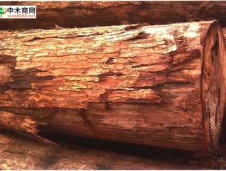 南洋地区进口木材名称：榄仁(褐)Terminalia spp.