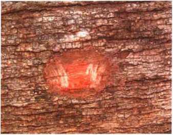 南洋地区进口木材名称：裂冠木 Schizomeria spp. 