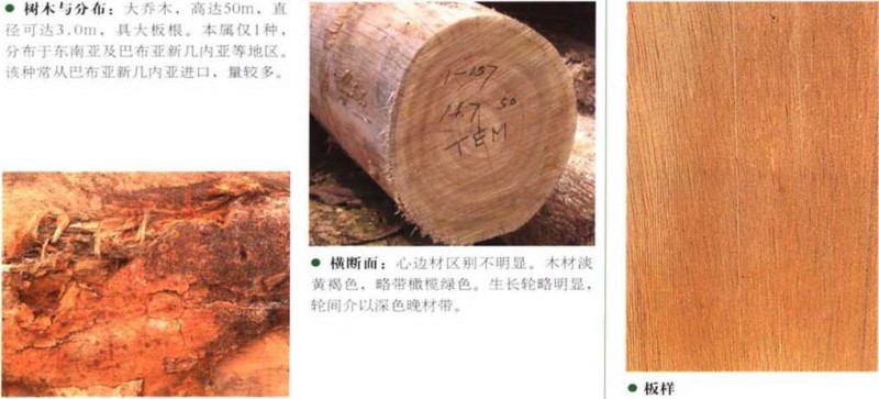 南洋地区进口木材名称：四数木Telrameles图文介绍「中木商网」名词_
