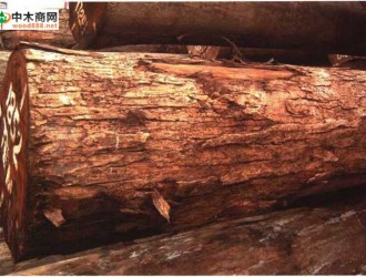 南洋地区进口木材名称：四数木 Telrameles