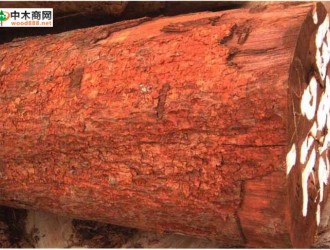 南洋地区进口木材名称：五娅果Dilleniaspp.
