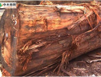 南洋地区进口木材名称：冰片香 Dryobalanops spp