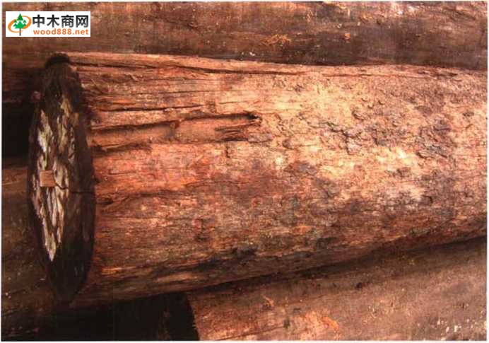 南洋地区进口木材名称：坡垒(重)Hopea spp.