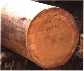 南洋地区进口木材名称：坡垒(重)Hopea spp.