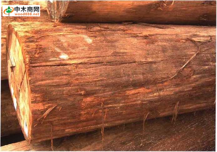 南洋地区进口木材名称：红娑罗双 Shorea (Rubroshorea) SPP.