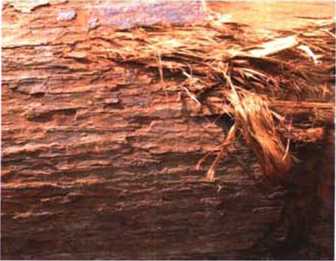 南洋地区进口木材名称：红娑罗双 Shorea (Rubroshorea) SPP.