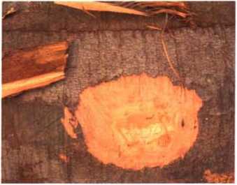 南洋地区进口木材名称：青皮Vatica spp.