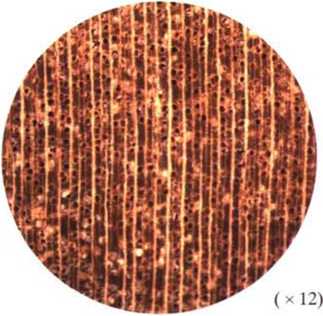 南洋地区进口木材名称：青皮Vatica spp.