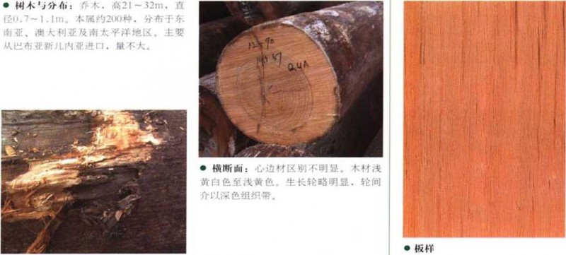 南洋地区进口木材名称：杜英 Elaeocarpus spp.