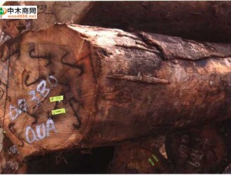 南洋地区进口木材名称：杜英 Elaeocarpus spp.