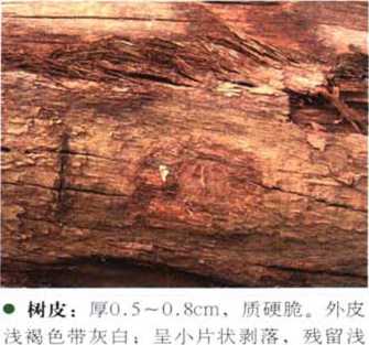 南洋地区进口木材名称：秋枫Bischofia javanica
