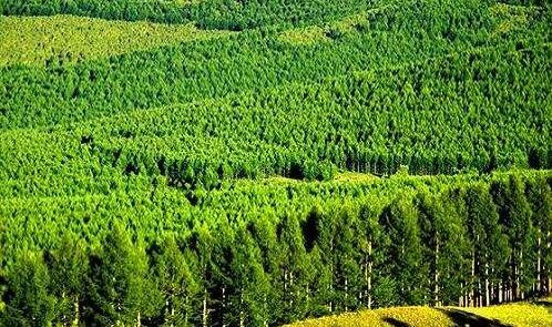 中国资源交通获圭亚那林业委员会终止其木材专营权