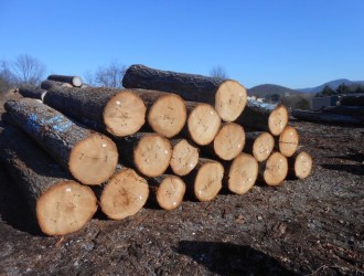 北美山核桃原木现货刚到厂长度7尺以上直径12寸以上