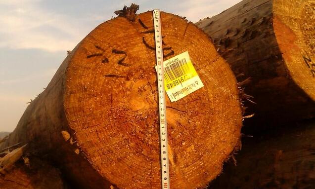 木材进口商注意：辐射松等原木报关新编码对木材截面尺寸作出了区分
