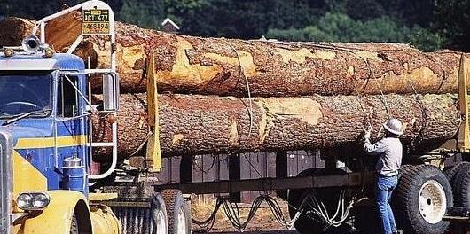 芬兰木材采伐量同比增幅近7％